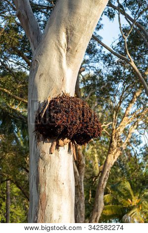 Large Termite Nest Protruding Out Of Native Australian Gum Tree With Forest Trees In Background