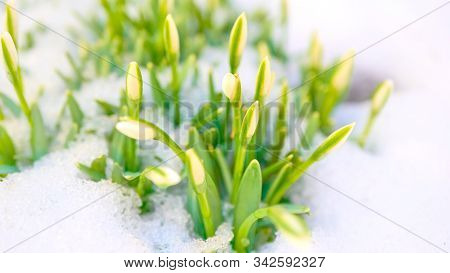 Galantus. Snowdrop Flowers Growing Out Of The Snow.