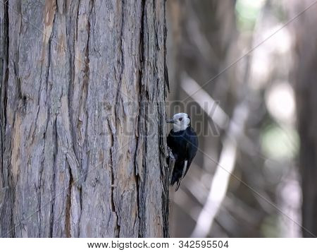 A Woodpecker Foraging On A Tree In Yosemite