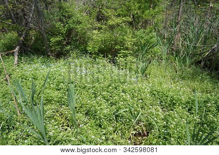 Watercress (nasturtium Officinale), Also Called Yellowcress, And True Forget-me-nots (myosotis Scorp