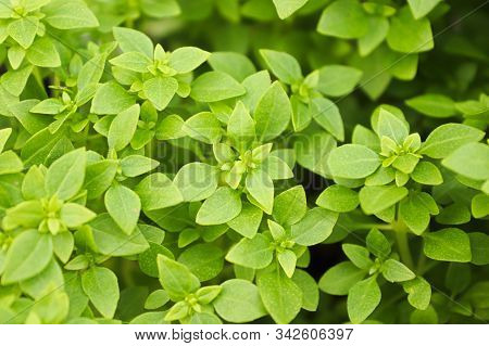 Background Of Green Basil Plants Growing Together