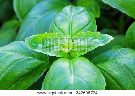 Closeup Of Fresh Green Basil Plant Leaves