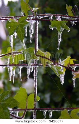 Eiszapfen an Blättern