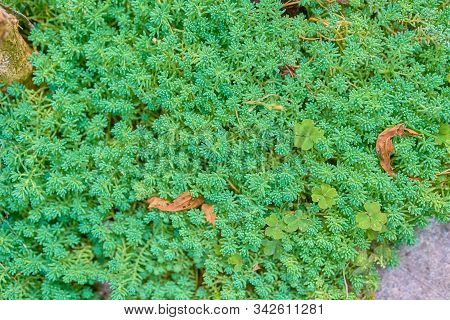 Green Plant Background. Sedum Rubrotinctum In The Garden