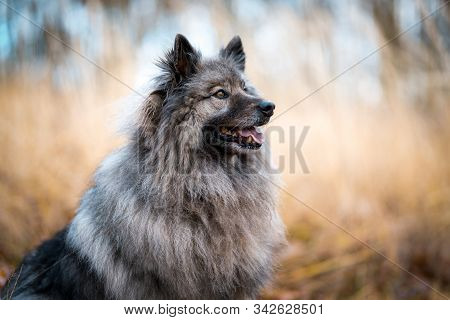 Portrait Of The Dog Keeshond Or Wolfspitz In Outdoor