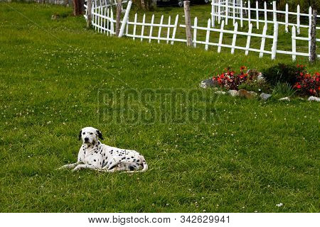 Dalmatian Dog Made In Green Grass Garden