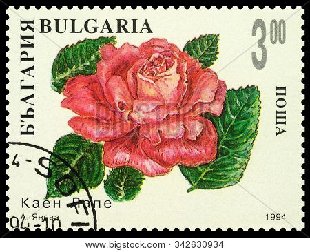 Moscow, Russia - December 31, 2019: Stamp Printed In Bulgaria Shows Pink Rose 