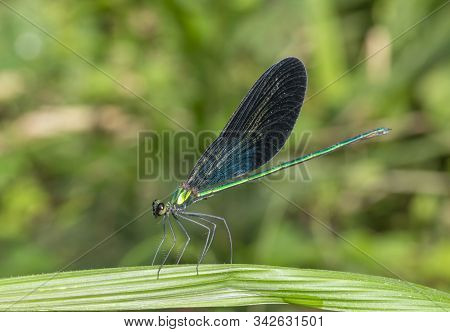 Matrona Nigripectus, Damselfly At Garo Hills In Meghalaya, India