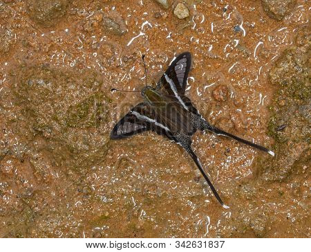 White Dragontail, Lamproptera Curius, Butterfly At Garo Hills In Meghalaya