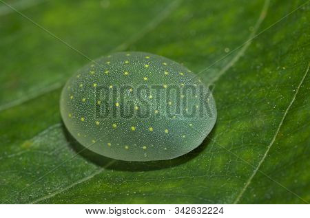 Limacodid Slug Caterpillar On Leaf At Thane, Maharashtra, India