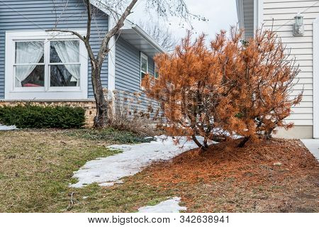 Dead Evergreen bush showing winter kill from dehydration and salt damage