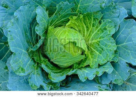 Orgarnic Cabbage Head With Green Leaf Raw Food Ingridient