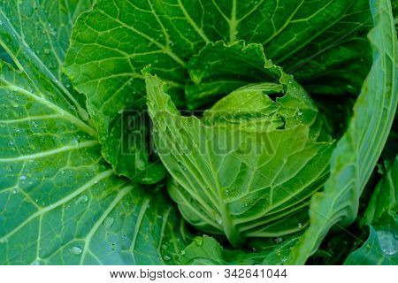 Orgarnic Cabbage Head With Green Leaf Raw Food Ingridient