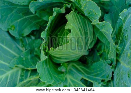 Orgarnic Cabbage Head With Green Leaf Raw Food Ingridient