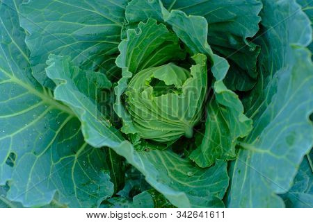 Orgarnic Cabbage Head With Green Leaf Raw Food Ingridient