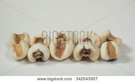 Job's Tears, Also Known As Adlay And Coix On Calico Background. Popular In Asian Cultures As A Food 