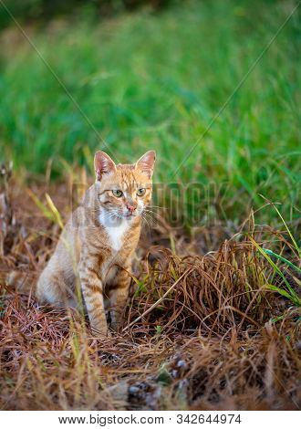 An Abandoned Baby Cat Looking At Things