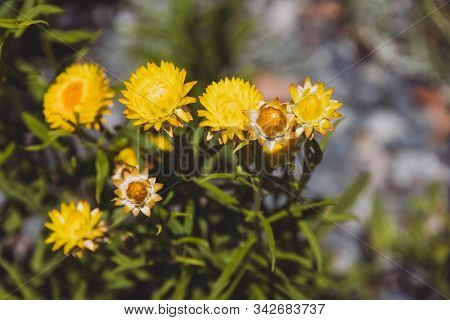 Helychrysum Paper Daisy Plant With Flowers Shot At Shallow Depth Of Field On A Sunny Summer Day In P