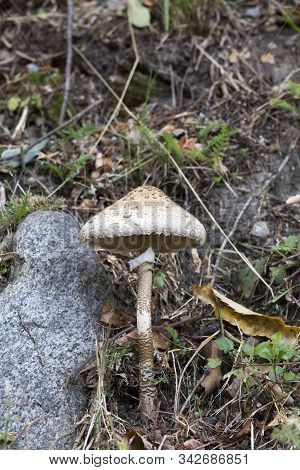 Picture Of Mushroom Taken In Valtellina