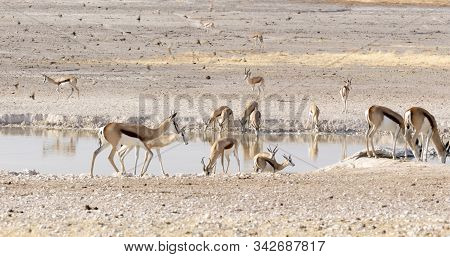 Animals Arriving At Water Hole In Desert Of Namibia