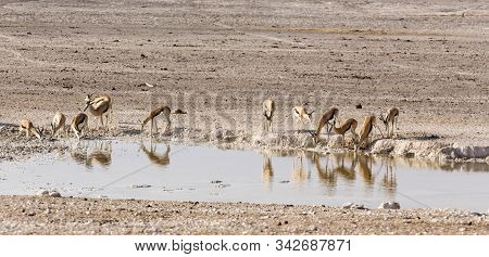 Animals Arriving At Water Hole In Desert Of Namibia