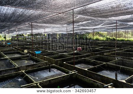 Ornamental Fish Farm In Asia. Farm Nursery Ornamental Fish Freshwater In Recirculating Aquaculture S