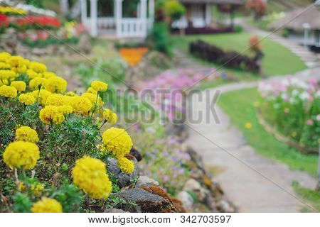 Close Up Marigold Flowers Blooming In The Garden