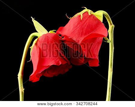A Pair Of Withered Red Roses On A Black Background. Two Roses Stretch To Each Other. Concept: Love,