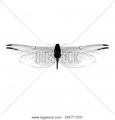 Wing Of A Dragonfly With A Natural Pattern. Dragonfly Silhouette On White Background