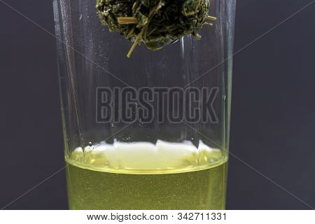 Jiaogulan Herb Is Also Often Referred To As The Herb Of Immortality.