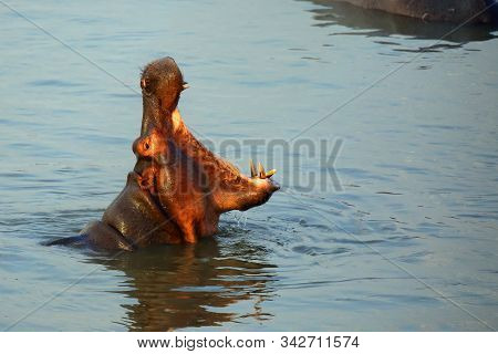 The Common Hippopotamus (hippopotamus Amphibius) Or Hippo Is Warning By Open Jaws And Swimming In Th