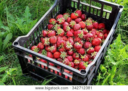 Harvesting Fresh Strawberries In June. Sweet Red Strawberry. Strawberry Farm Box With Ripe Berry. Ma