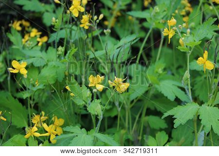 The Picture Shows Common Centaury Field In The Garden