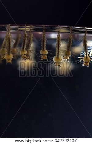 This Are Mosquitoes From Oviposition To Death
