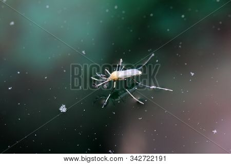 This Are Mosquitoes From Oviposition To Death