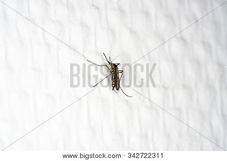 This Are Mosquitoes From Oviposition To Death
