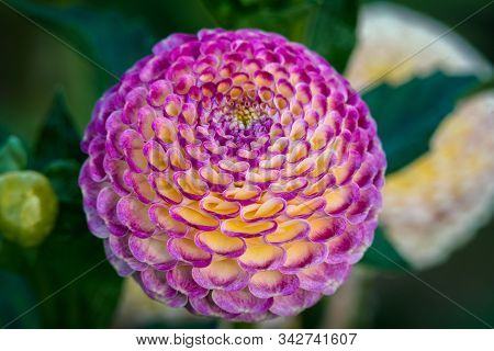 Detailed  Close Up Of A Pink And Yellow 