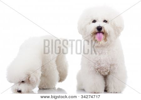 dvě zvědavé bichon frise štěňata, při pohledu na fotoaparát a kolem