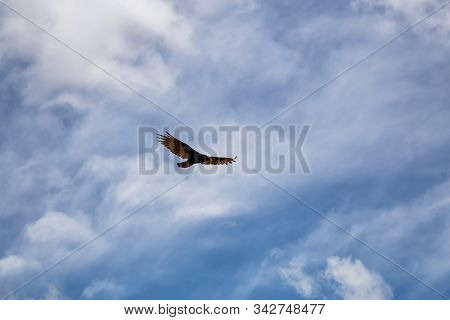 Big Black Turkey Vulture Flying With A Cloudy Blue Sky Background During A Sunny Summer Day. Taken I