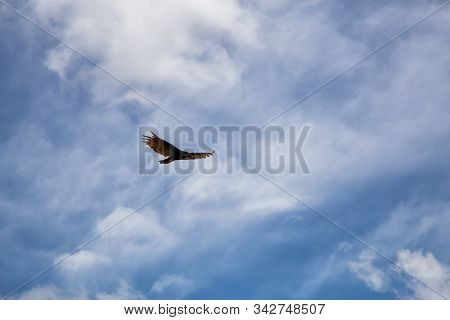 Big Black Turkey Vulture Flying With A Cloudy Blue Sky Background During A Sunny Summer Day. Taken I