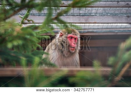 Portrain Of Japanese Macaque Monkey Sitting On Tree Trunk In Zoo