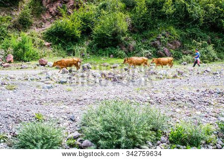 Malqene, Albania - July 27, 2014. Herdsman Passing By Black Drin River With Brown Cows
