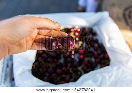 A Close Up Shot On The Hand Of A Person Buying Chelan Cherries, Black Or Dark Cherries, Biological F