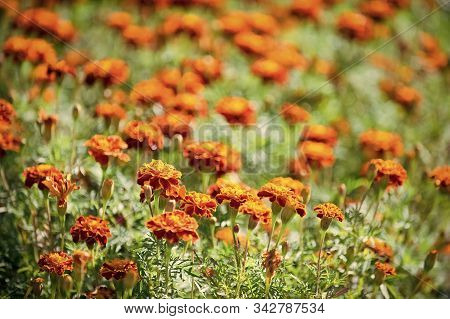 Beautiful Orange Red Marigold Flowers. Tagetes Garden. Marigold Flowers Symbol Of Ukraine. Floral Ba