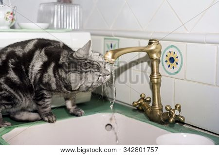 A Cat Sitting On A Sink And Dtinking From A Kitchen Tap, Indoor Close-up