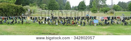 Gum Boot Fence, Bay Of Plenty, New Zealand