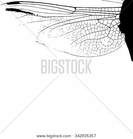 The Texture Of The Wings Of Dragonflies Vector.drawing Of The Wings Of A Dragonfly Insect. Insect Te