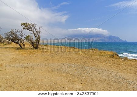 Two Trees On A Deserted Seashore. Kapsel Bay, Crimea, September.