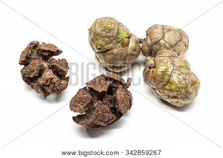 Fresh And Dry Cypress Cones Isolated On White Background