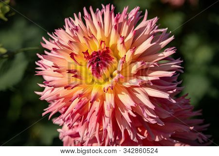 Detailed Close Up Of A  Pink And Yellow 